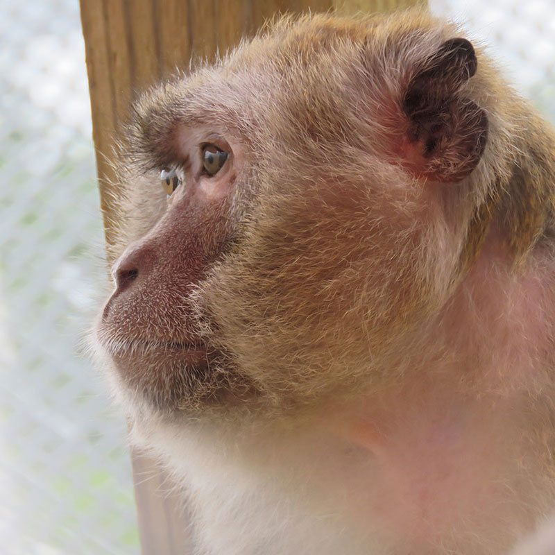 Featured image for “Peaceable Primate Sanctuary”